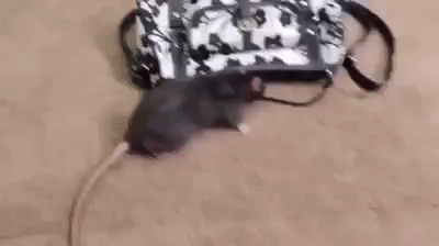 Szczur kradnie portfel